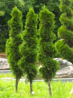 evergreen shrub