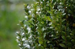 evergreen shrub