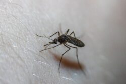 mosquito bite
