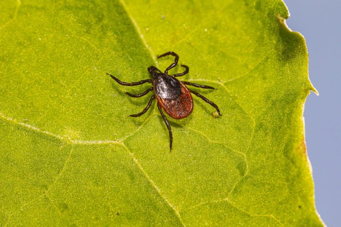 black legged tick